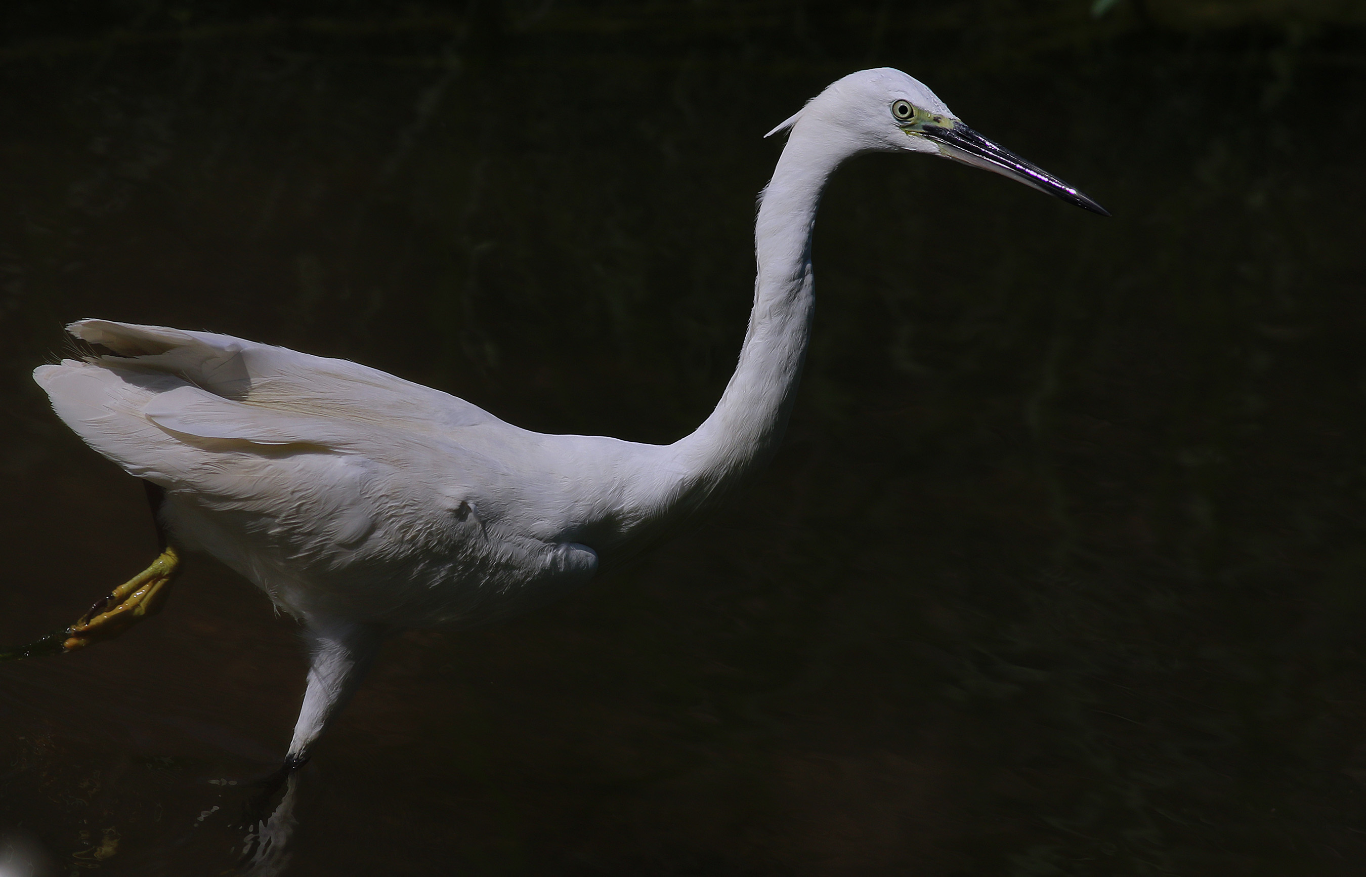 Little Egret